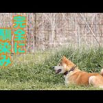 【噛む柴犬Mix】千春くん すっかりややこしい人達にまりました(YouTube)