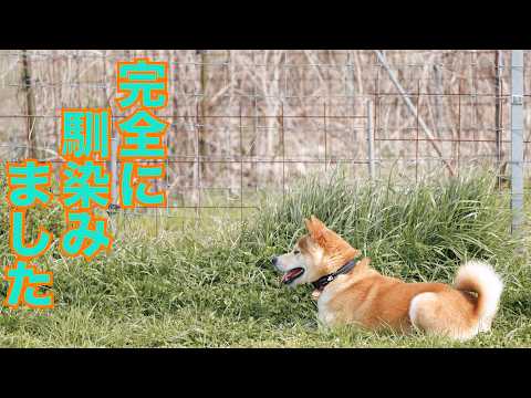 【噛む柴犬Mix】千春くん すっかりややこしい人達にまりました(YouTube)