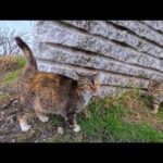 海辺の駐車場脇の空き地にいた猫達、警戒心強めだがキジ三毛柄の猫ちゃんだけは撫でられにきた(YouTube)