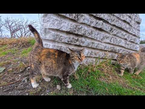 海辺の駐車場脇の空き地にいた猫達、警戒心強めだがキジ三毛柄の猫ちゃんだけは撫でられにきた(YouTube)