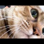 これのおかげで猫たちが順番を待つほど甘えてくれます【甘える姿も待つ姿も愛おしい猫たち】(YouTube)