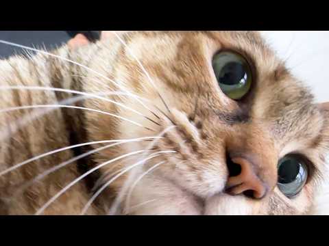 これのおかげで猫たちが順番を待つほど甘えてくれます【甘える姿も待つ姿も愛おしい猫たち】(YouTube)