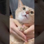 パカッ、シャー！(YouTube)