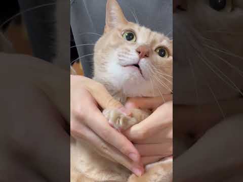 パカッ、シャー！(YouTube)