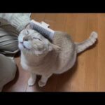 お母さん、猫に叩かれ怒られる(YouTube)