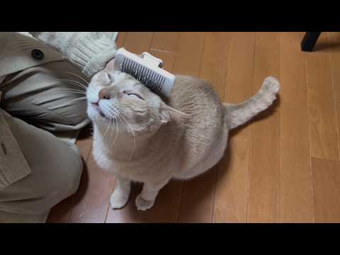 お母さん、猫に叩かれ怒られる(YouTube)