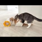 後輩たちが戯れ合ってたらボス猫まで参加してきて大変なことになっちゃいました…www(YouTube)