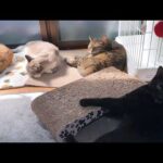 大姉ちゃんにやってしまい怒られた黒猫くん！その後の対応が可愛すぎました…(笑)(YouTube)