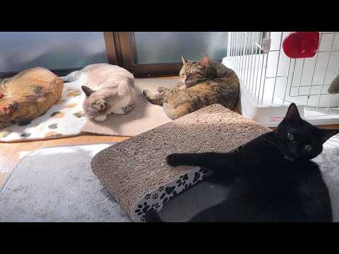 大姉ちゃんにやってしまい怒られた黒猫くん！その後の対応が可愛すぎました…(笑)(YouTube)