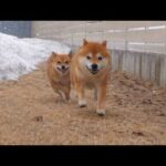 外を見たら猛吹雪…柴犬が大変なことに。(YouTube)