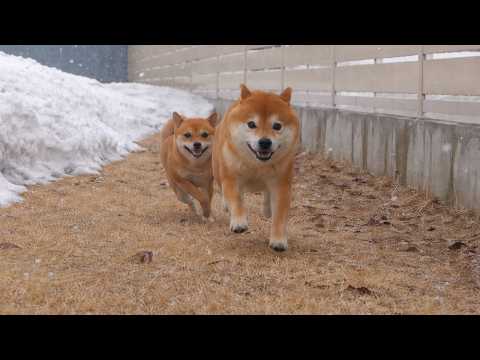 外を見たら猛吹雪…柴犬が大変なことに。(YouTube)