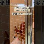 前編）愛護センター収容老犬保護に苦戦(YouTube)