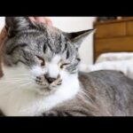飼い主になでられないとご飯がすすまない猫が可愛すぎます(YouTube)