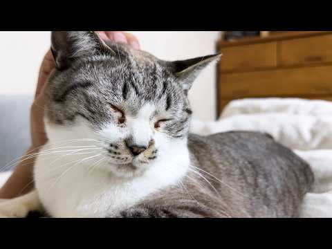 飼い主になでられないとご飯がすすまない猫が可愛すぎます(YouTube)