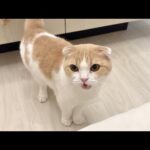 可愛がってた子猫が旅立ったら先輩猫が寂しくて鳴き止まなくなっちゃいました…(YouTube)