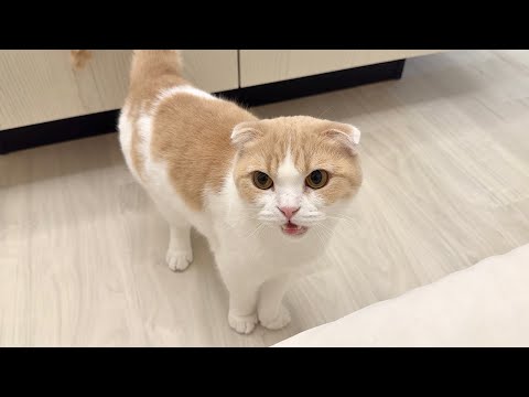 可愛がってた子猫が旅立ったら先輩猫が寂しくて鳴き止まなくなっちゃいました…(YouTube)