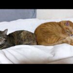 柴犬や後輩猫と先輩猫たちから信頼される茶トラ猫は忙しい(YouTube)