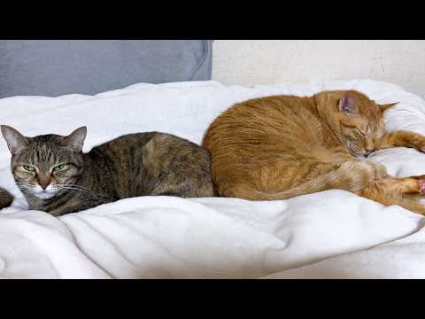 柴犬や後輩猫と先輩猫たちから信頼される茶トラ猫は忙しい(YouTube)