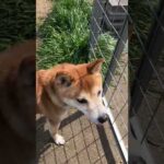 だーれだ？(YouTube)