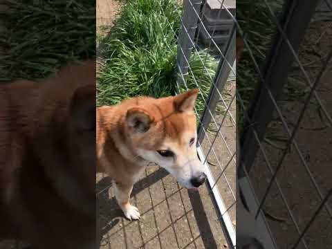 だーれだ？(YouTube)