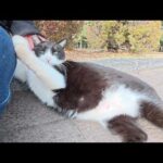 丸々と太ったパンダ猫がお腹を放り出してスリスリしてきた(YouTube)