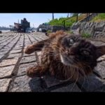 海浜公園の広場ので座っていたら猫がモフられに寄ってきた(YouTube)