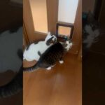 見てんと開けて(YouTube)