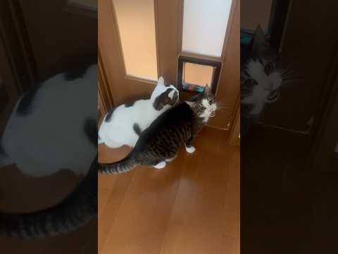 見てんと開けて(YouTube)