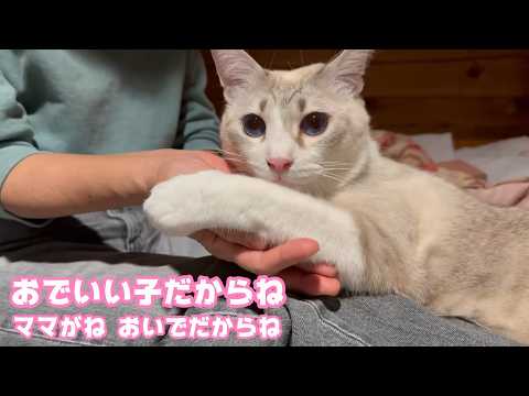 おでいいこだからね ママがね おふとんねるいいって うれしくてね  ノジ   2026 03 09 1(YouTube)