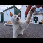 島のフェリー乗り場前カフェに集まる猫たち(YouTube)