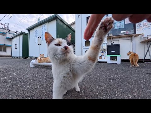 島のフェリー乗り場前カフェに集まる猫たち(YouTube)