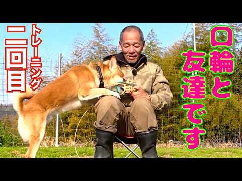 【噛み犬】誰でも簡単にできるマズル（口輪）トレーニング(YouTube)
