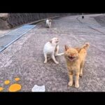 猫島の山道を登っていくと…突然現れた猫の集団に囲まれてしまった(YouTube)