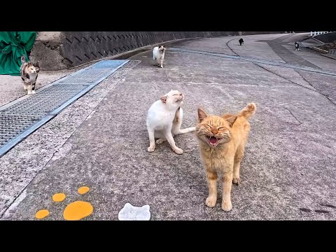 猫島の山道を登っていくと…突然現れた猫の集団に囲まれてしまった(YouTube)