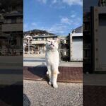 島に上陸した瞬間、三毛猫がお出迎えしてきた(YouTube)