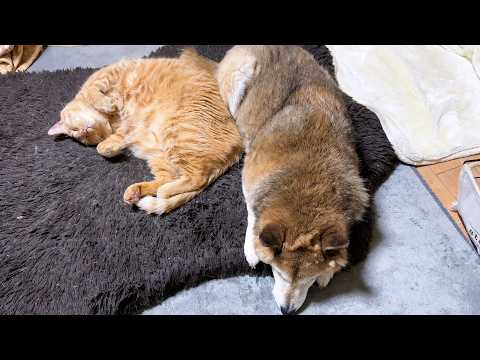 柴犬が大好きな猫たちは距離感を保ったり、どんどん近づいたりして甘えます(YouTube)