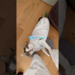 おはーーー！　#cats(YouTube)