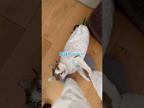 おはーーー！　#cats(YouTube)