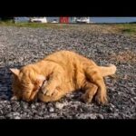 漁港で出会った猫ちゃんがかわいすぎた…思わず立ち止まった癒しの出会い(YouTube)