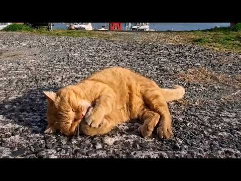 漁港で出会った猫ちゃんがかわいすぎた…思わず立ち止まった癒しの出会い(YouTube)