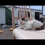 島のカフェでのんびりくつろぐ猫たち…ゆるすぎる癒しの時間が流れていた🐈☕(YouTube)
