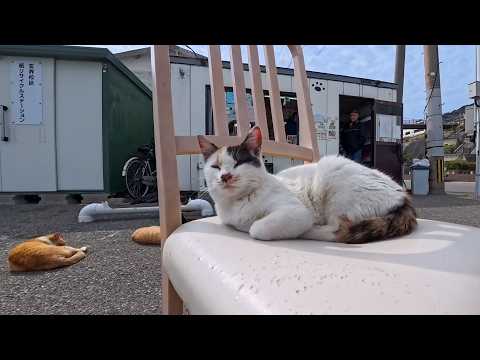 島のカフェでのんびりくつろぐ猫たち…ゆるすぎる癒しの時間が流れていた🐈☕(YouTube)