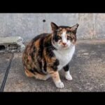 夕方の漁港へ行くと…三毛猫ちゃんがモフられに来た！甘えんぼすぎて癒された🐾(YouTube)