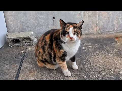 夕方の漁港へ行くと…三毛猫ちゃんがモフられに来た！甘えんぼすぎて癒された🐾(YouTube)
