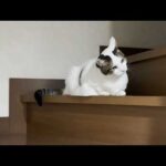 息子の帰りが待ち遠しい訳じゃないけどとりあえず玄関に行ってみる猫(YouTube)