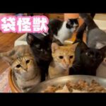 胃袋怪獣達の朝  2026 03 22 1(YouTube)