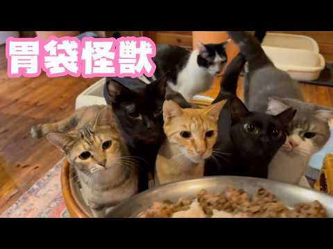 胃袋怪獣達の朝  2026 03 22 1(YouTube)