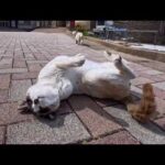 とにかくゴロンゴロン転がり続ける猫ちゃん…可愛すぎてずっと見ていられる癒しの時間(YouTube)