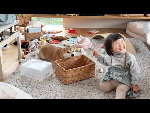 柴犬のあごのせがツボってしまった2歳娘(YouTube)