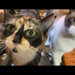 島はもう春の終わりです 猫達はみんないい子ちゃんしてます(YouTube)